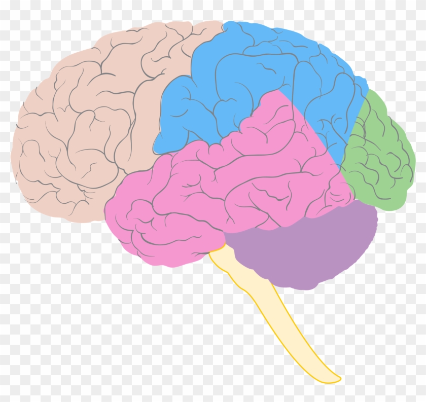 Blank Brain Diagram - Blank Brain Lobes Diagram #542058
