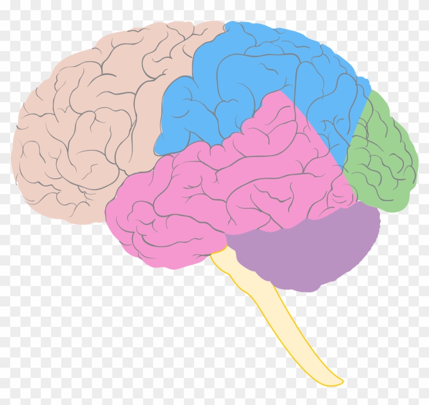 brain diagram unlabeled for kids