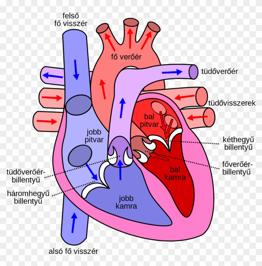 File Diagram Of The Human Heart Hu Svg Wikipedia Rh - Direction Of Blood Through The Heart #542068