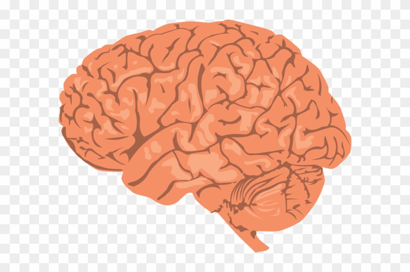 Small - Brain Png #542254