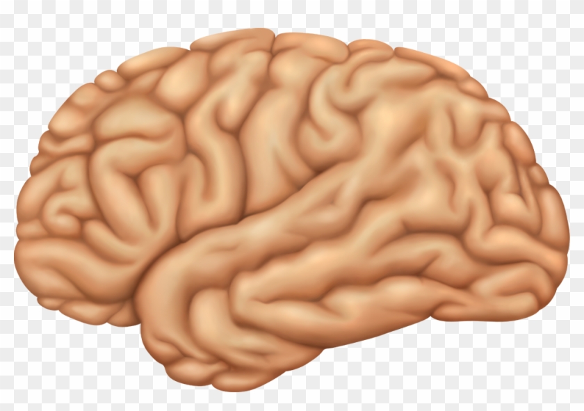 Lateral View Of The Left Cerebral Hemisphere Of The - Brain #542265