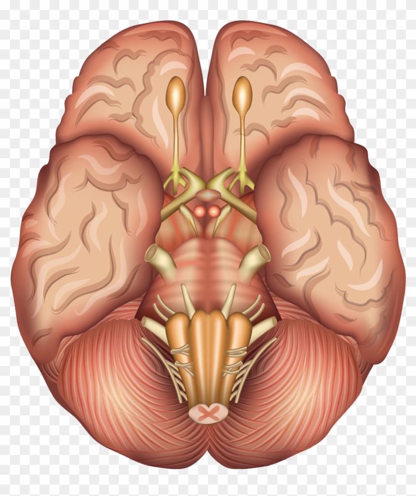 Human Brain Anatomy Sagittal Plane Pituitary Gland - Brain Base #542267