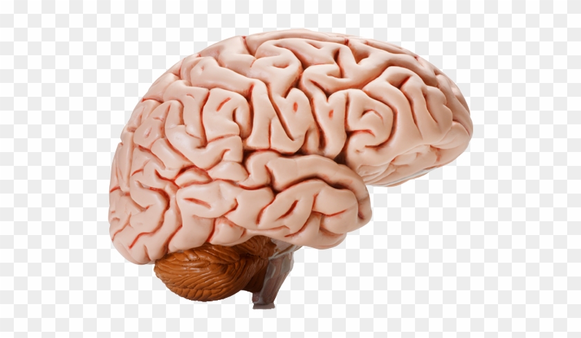 Brain Transparent Background - Human Brain #542270