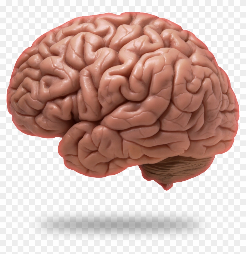 Brain Png Image - Brain Wave: Basics Of Brain [book] #542275