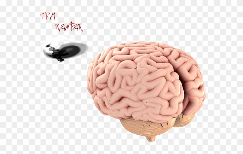 7 3 brain