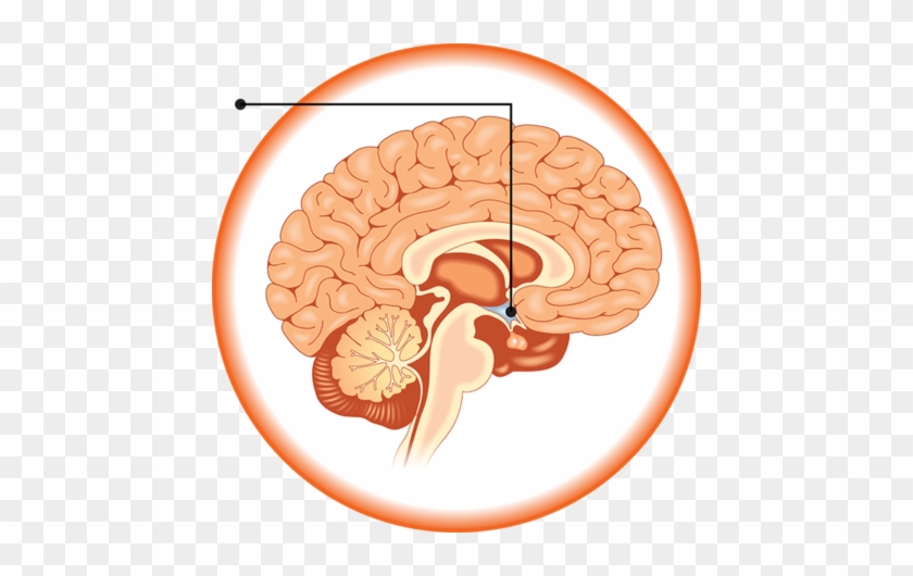 Curcumin Also Increases Brain Derived Neurotrophic - Pituitary Human Body #542280