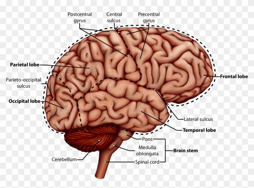 Side View And Sagittal Cuts Of The Human Brain And - Brain #542283