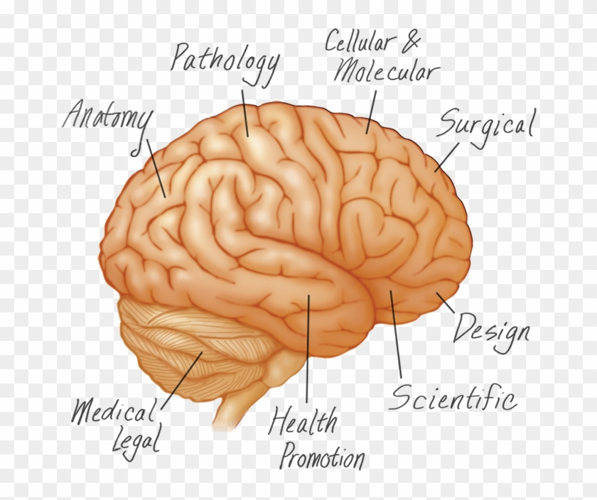 Brain - Regions Of The Brain #542287