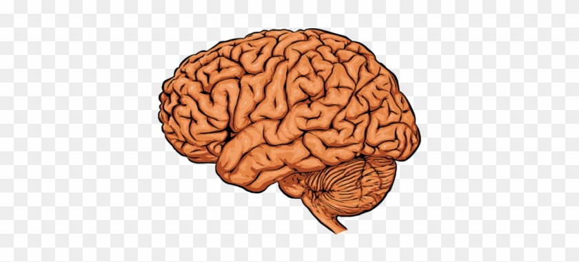 Dead Brain - Prefrontal Cortex #542289