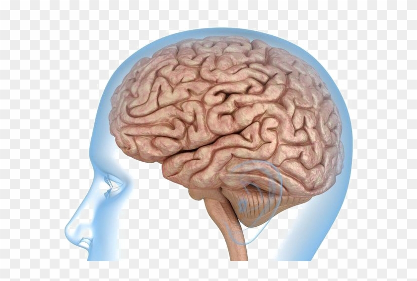 Brain Transparent Images - Human Brain 3d Model #542300