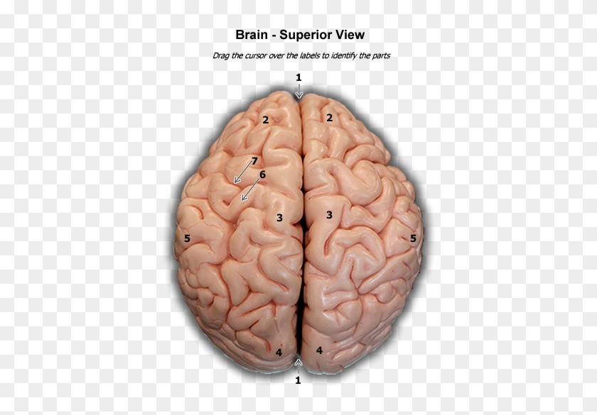 Superior View Of Human Brain #542323