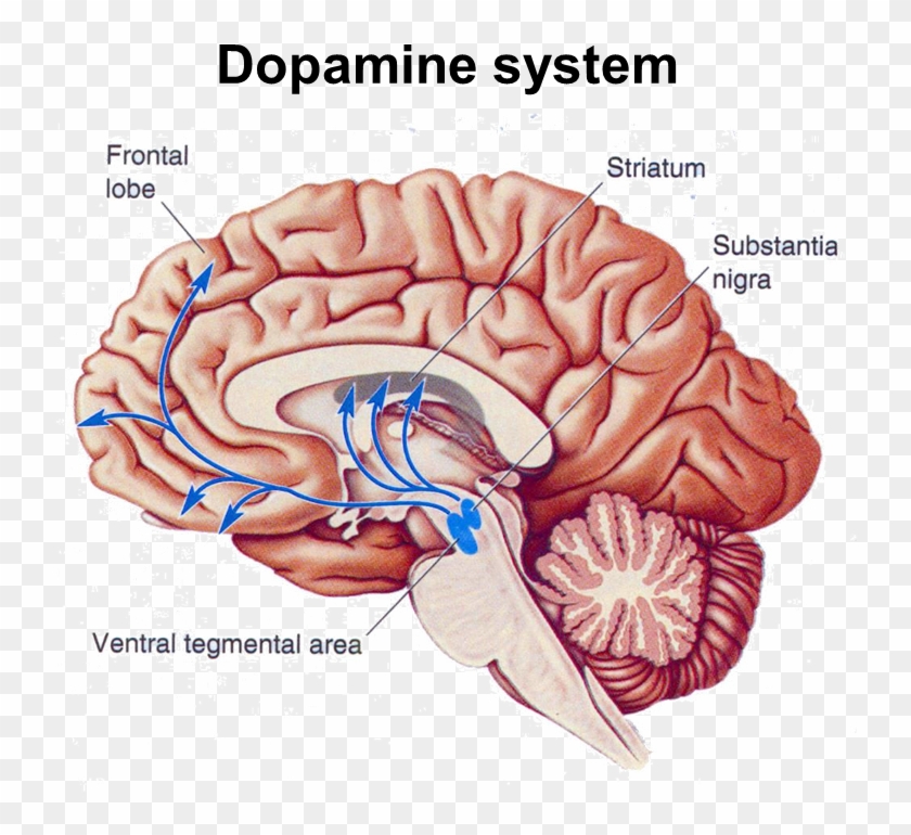 The Salience - Substantia Nigra And Ventral Tegmental Area #542326