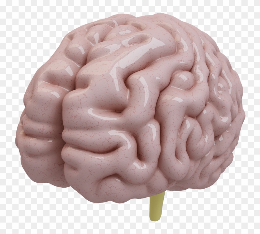 Human Brain 3d Model - Brain 3d Model Png #542329