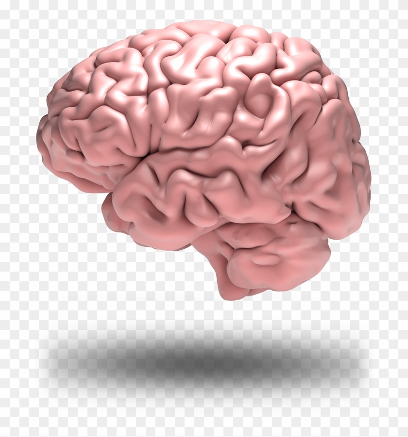 Brain Grid - Brain #542332