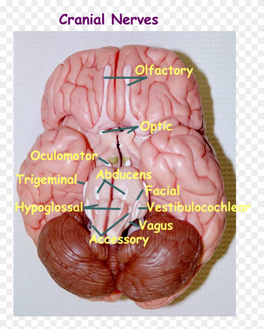 Colored Lobes - Brain Model Cranial Nerves Labeled #542342
