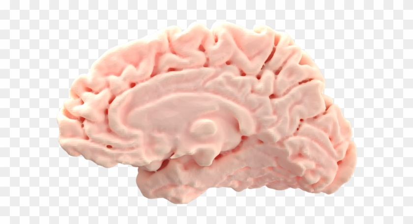 Brain (as Food) #542347