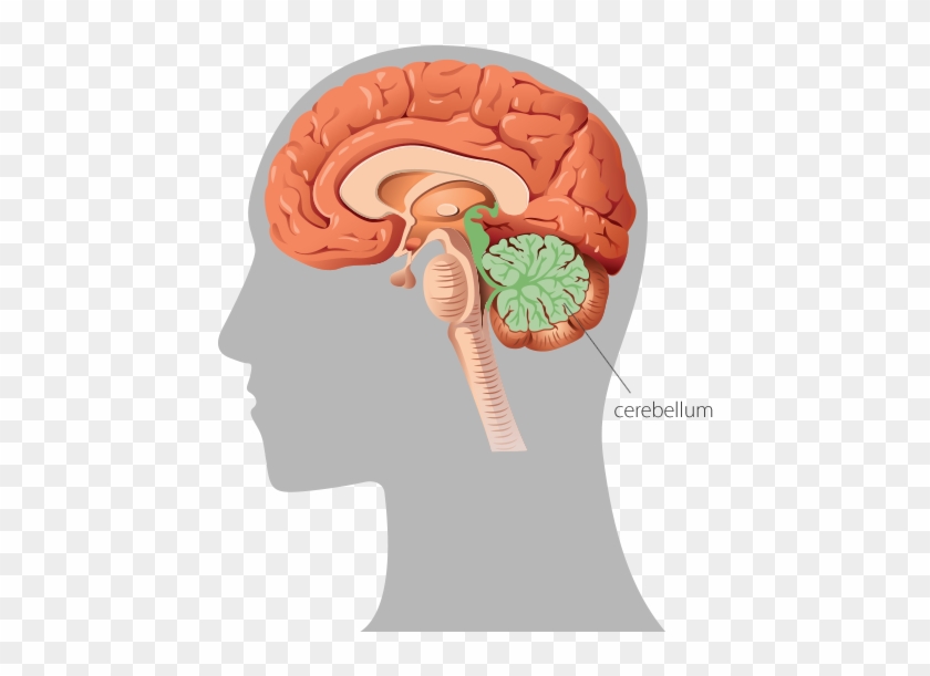 A Graphic Representation Of The Human Brain In Profile - Brain Sense Of Balance #542349