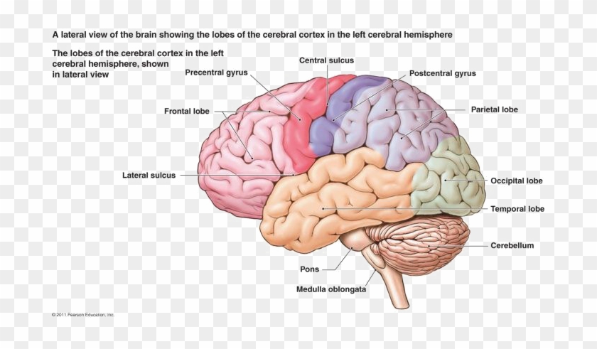 Brain Png Free Download - Nervous System Diagram Brain #542353