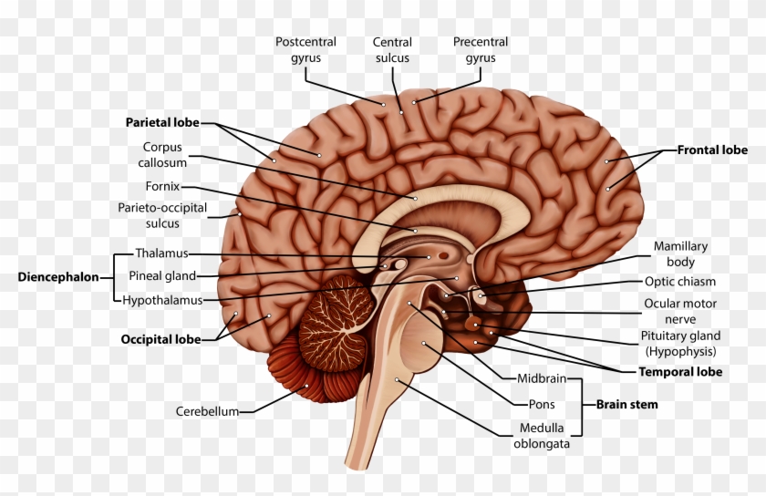 Organism Brain Human Behavior Homo Sapiens - Organism Brain Human Behavior Homo Sapiens #542890
