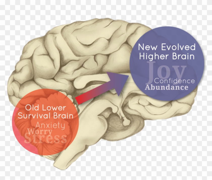 New Hope For Ptsd - Bone #542902