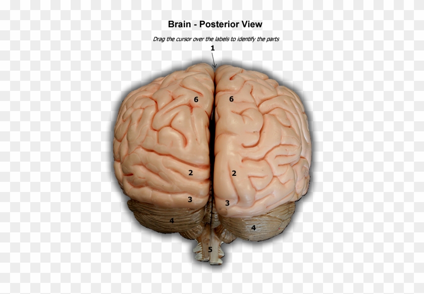 Human Brain Posterior View #542905