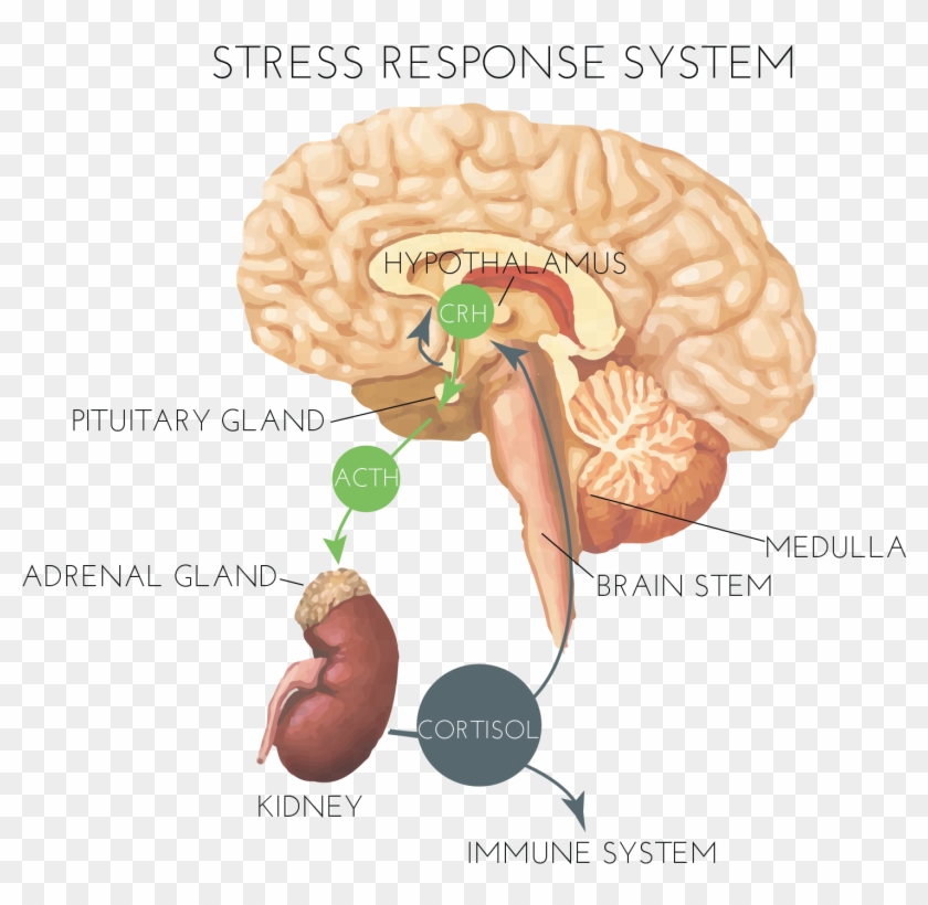 Hormones And Stress - Amygdala And Stress Response #542925
