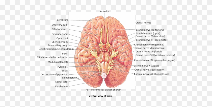 In Man And Some Other Mammals, Most Fibres Of Optic - Cranial Nerves Of Mammals #542935