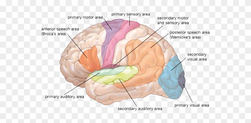 Motor Areas - Broca Area Of Brain #542939