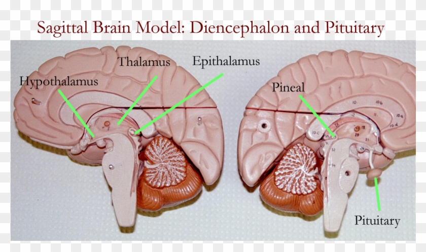 Biology 2404 A&p Basics - Brain Model Labeled 3d #542951