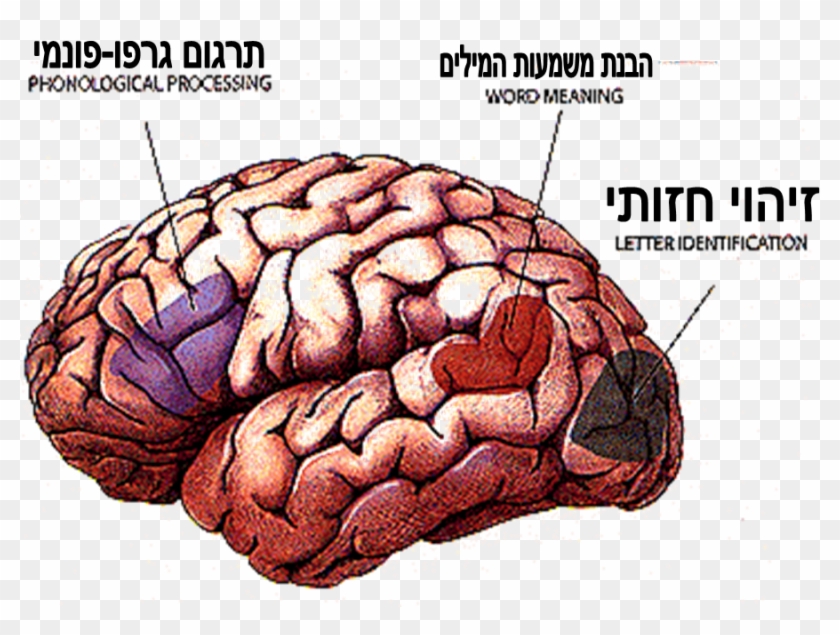 תמונת המוח של איזורים האחראים על הקריאה - Word Reading Brain Activation #542958