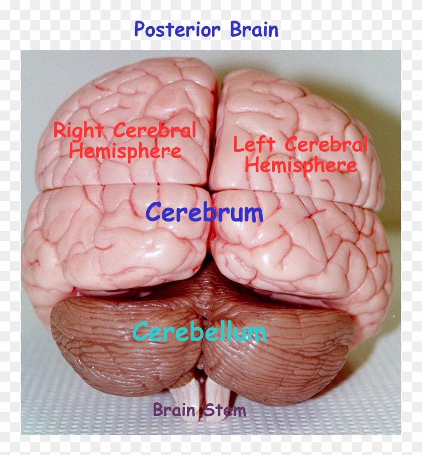 Sagittal Cut Brain Latex Model - Parts Of A Brain Model #542991