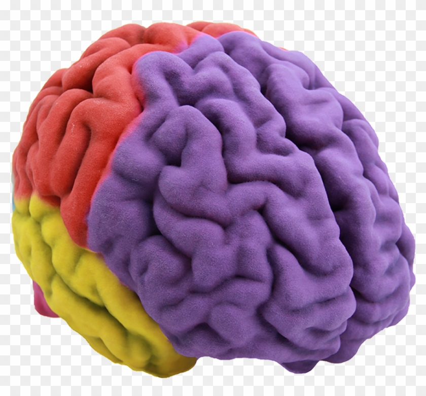 60100-brain Full - 3d Printed Brain Model #543011