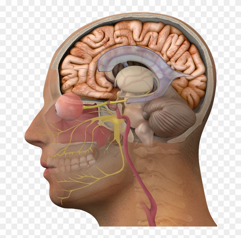 Нос и головной мозг. Новообразование в головном мозге. Внутричерепные опухоли. Объемное образование головного мозга.