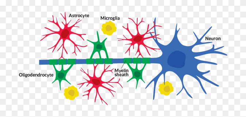 Brain Cells Called Glia May Be Center Stage When It - Neurons And Glial Cells #543100