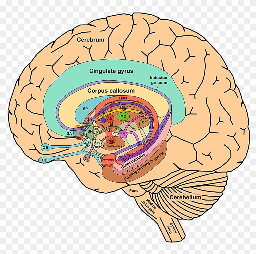 Ap Psychology - Basal Ganglia And Limbic System #543131