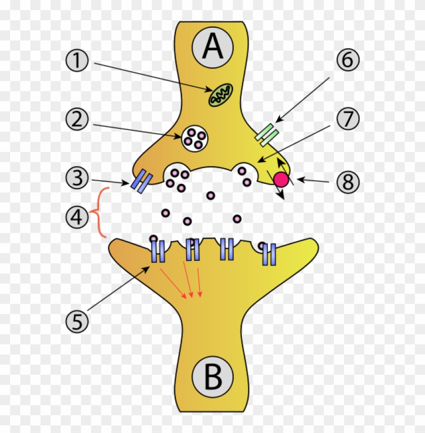 10 Unforgettable Facts About Your Memory - Anatomy Of A Synapse #543159