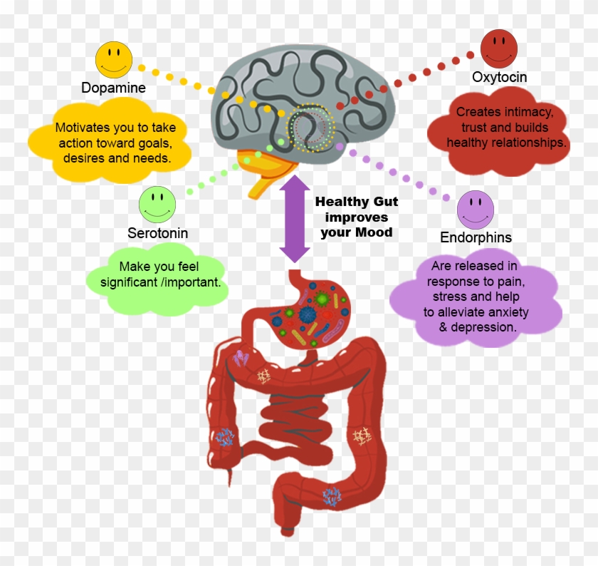 The Brain And The Gut - Diagram #543180