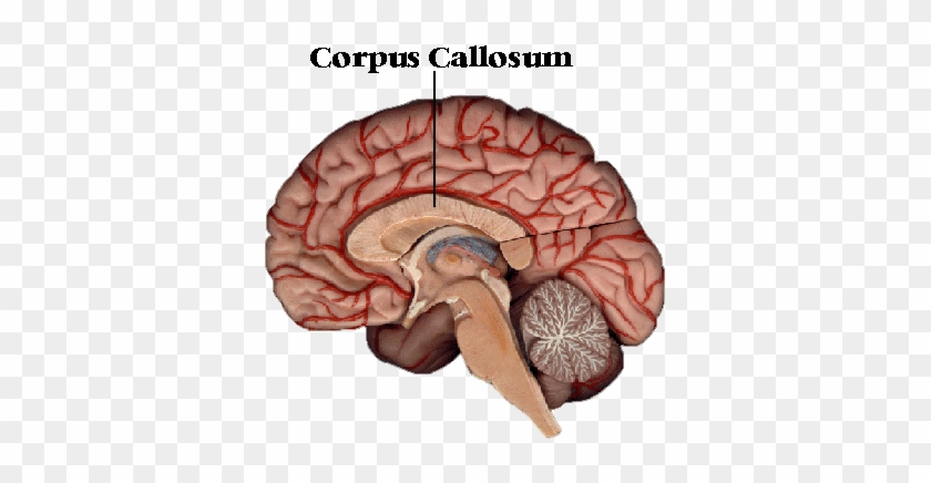 Ap Psychology On Twitter - Human Brain Corpus Callosum #543245