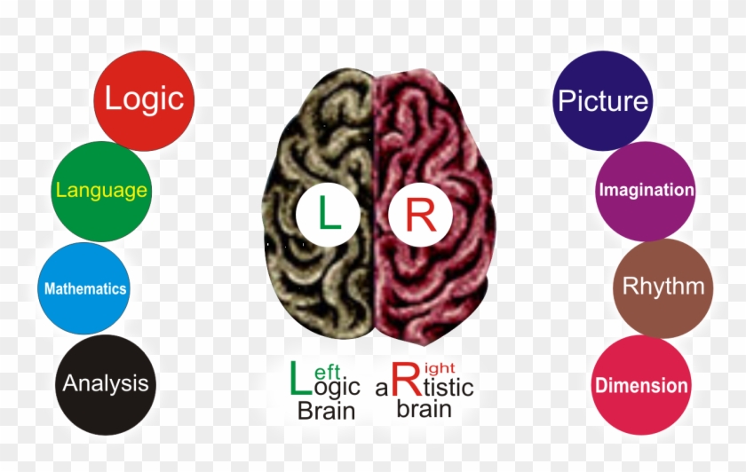 Scientifically Human Brain Is Divided Into Two Parts - Psicologia Unah #543267