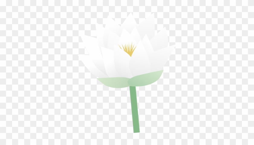 Ian Symbol Nymphaea Odorata Flower - Water Lily #543357