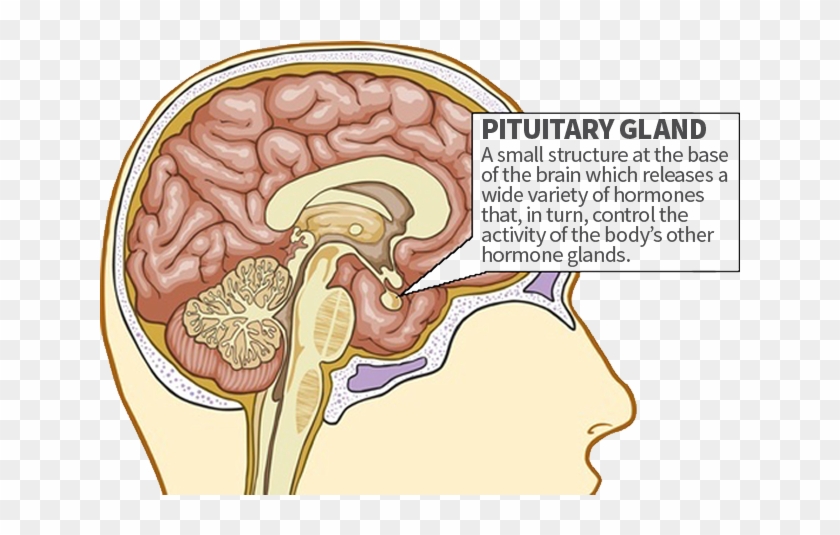 Limbic System Pituitary-gland - Smoking Effects On Brain #543439