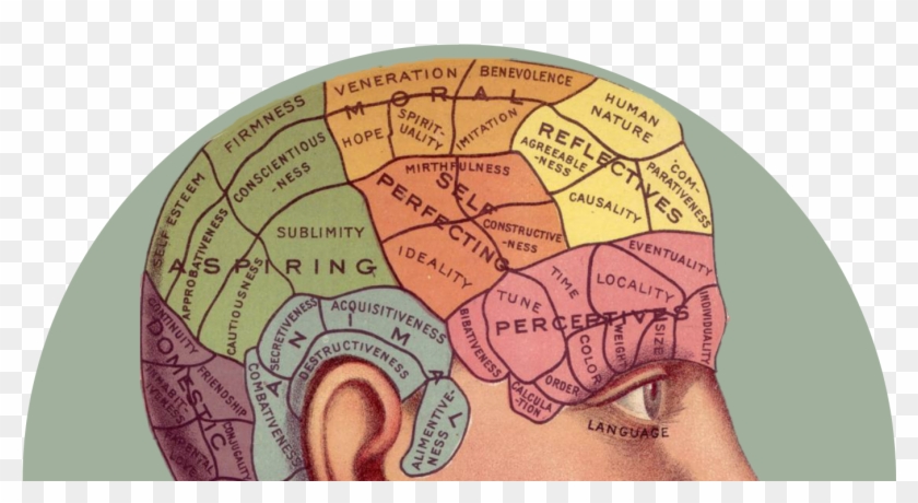 Phrenology [bust] Brain Human Head Psychology - Phrenology [bust] Brain Human Head Psychology #543558