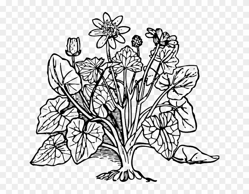 Celandine Outline, Plant, Nature, Lesser, Celandine - Coloring Picture Of Plants #543469