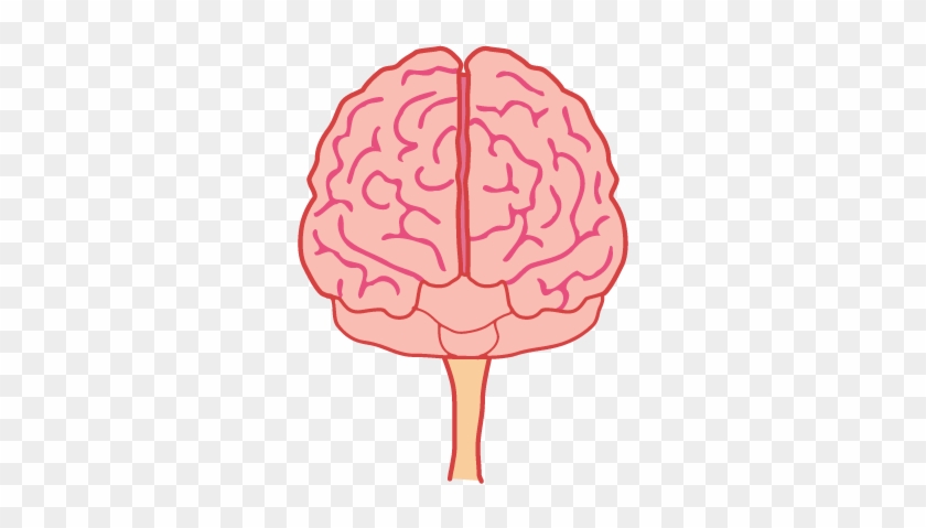 Brains Clipart Front - Brain Front View Png #543808
