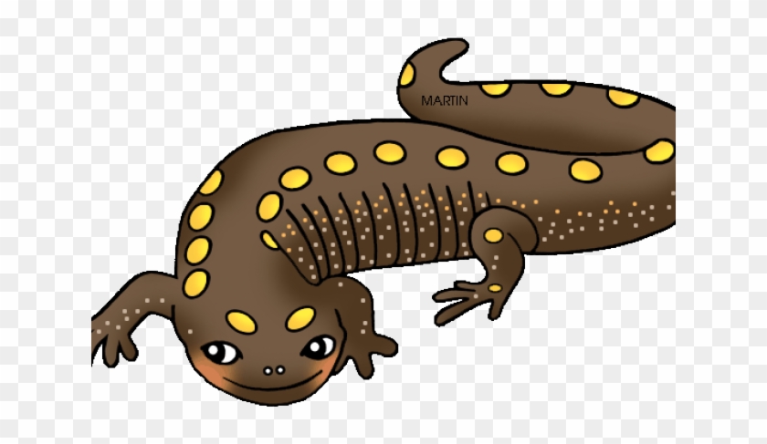 Salamander Clipart Spotted Salamander - Amphibians In Clip Art #543848