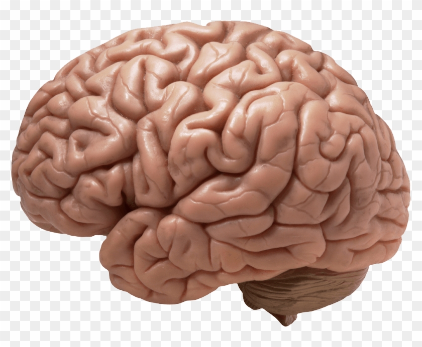 Pin Brain Clipart Transparent - Does Your Brain Look Like #544207