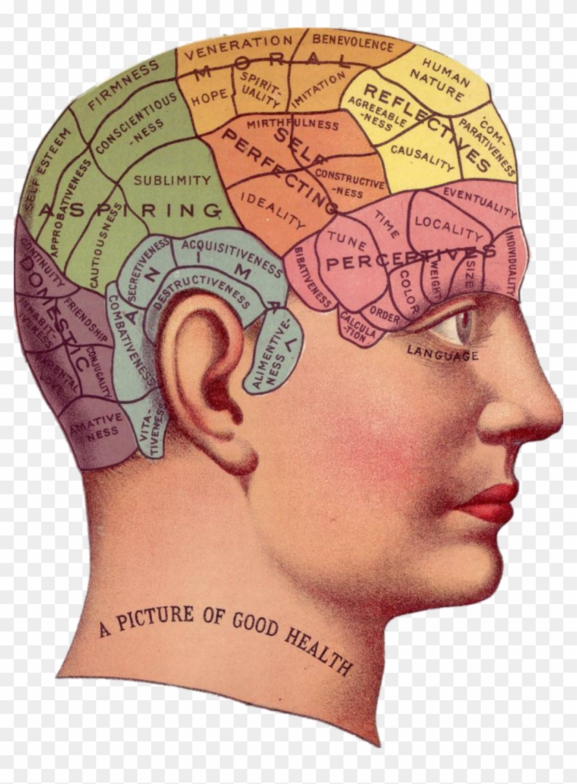 Vintage Clip Art - Phrenology Head #544233