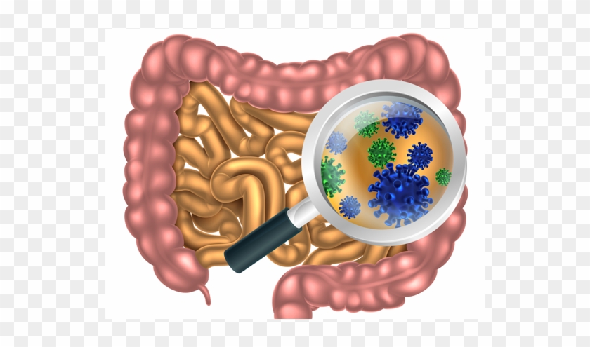 Graphic Image Depicting Gut Bacteria - All Disease Begins In The Gut By Hippocrates #544307