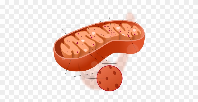 Mitochondria - Cytoplasm In The Mitochondria #544317