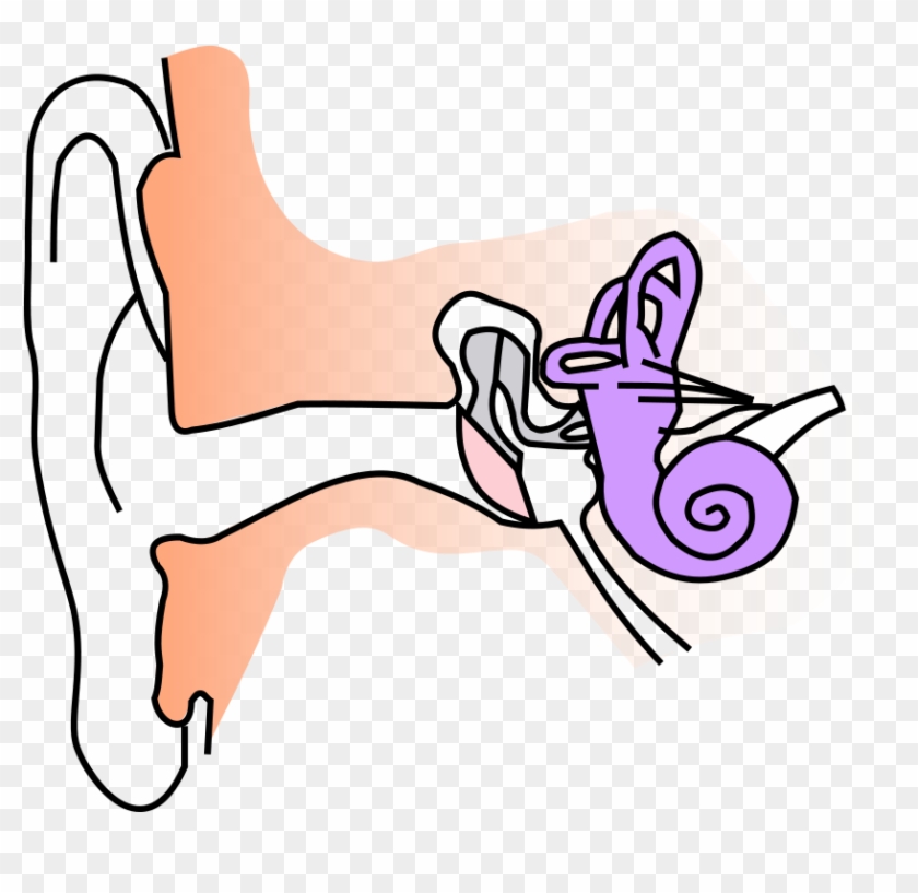 Ear Anatomy Notext Small - Sound Notes Class 8 #544567